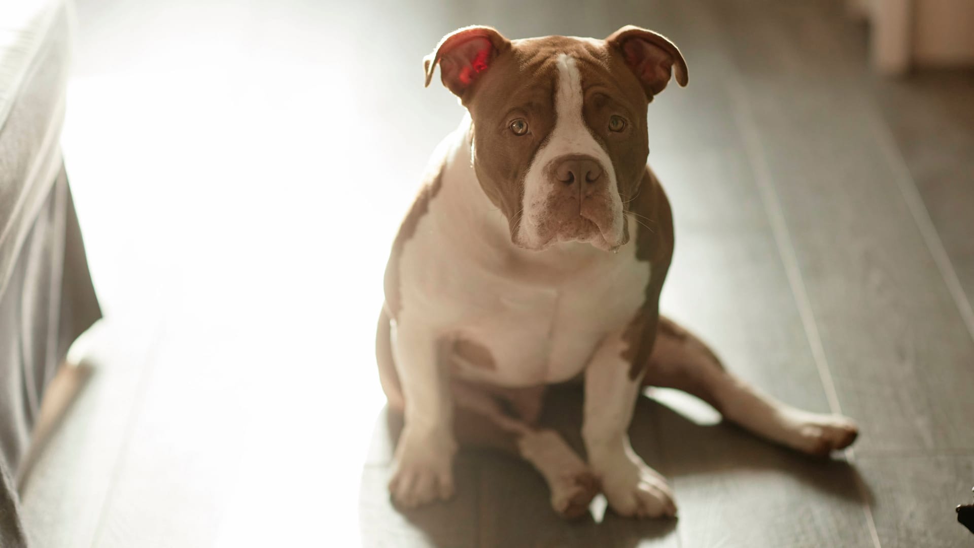 Hund sitzt auf Zimmerboden (Symbolbild): Ein verspielter Pitbull wird unfreiwillig Akteur bei einem Schusswaffenunfall.