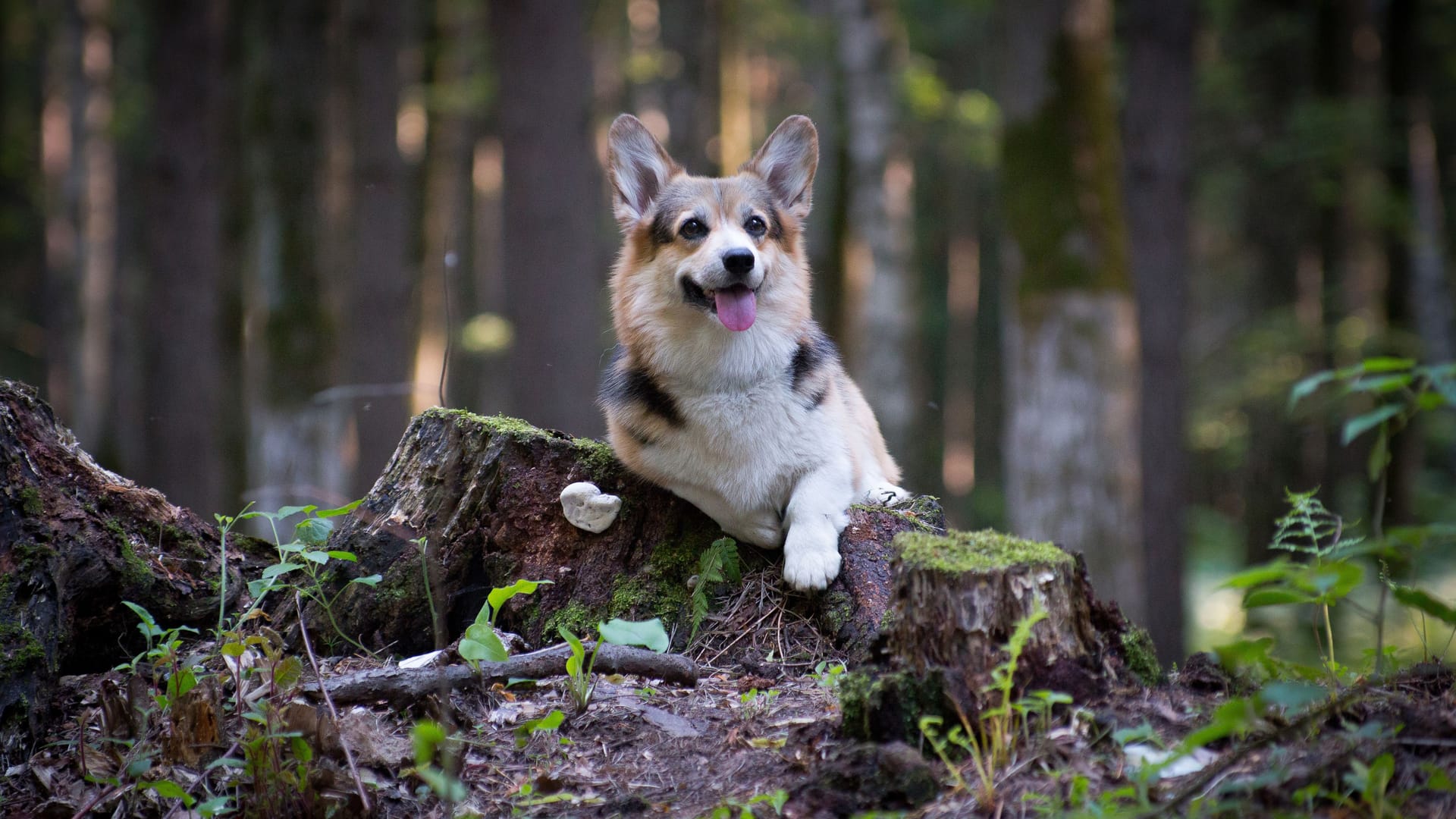 Ein Welsh Corgi Pembroke mit roten und schwarzen Flecken.