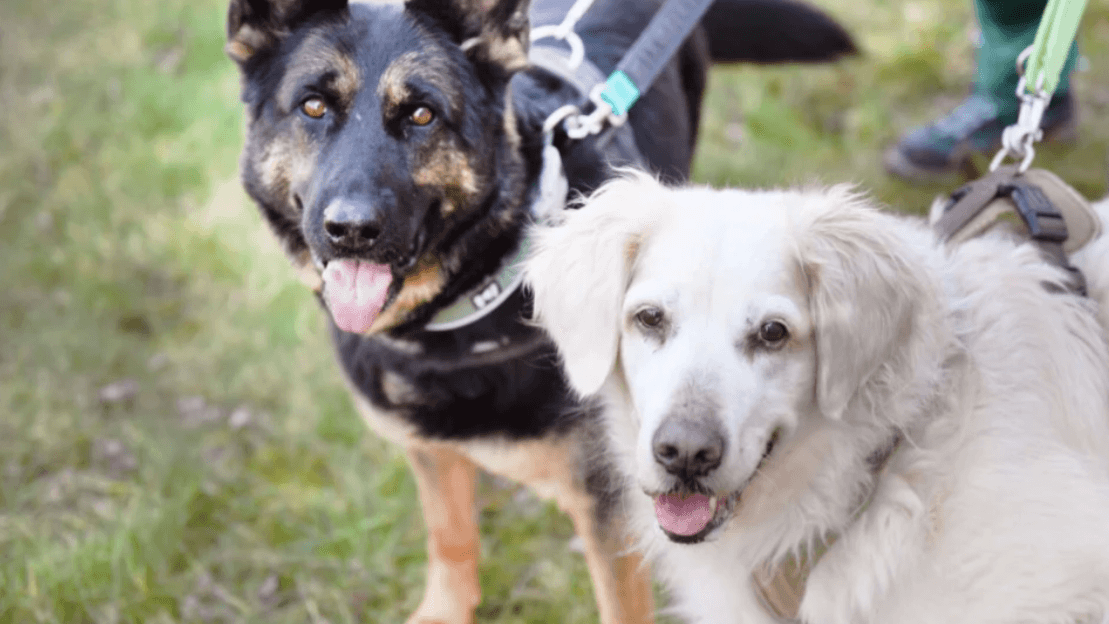 Die Hunde Amy und Xindy aus dem Tierheim Berlin