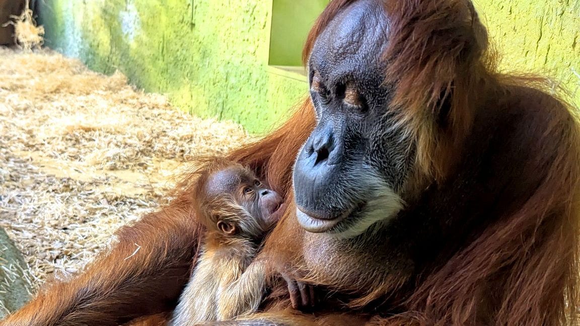 Orang-Utan-Dame Daisy im Dresdner Zoo: Sie hält ihren noch namenlosen Nachwuchs im Arm.