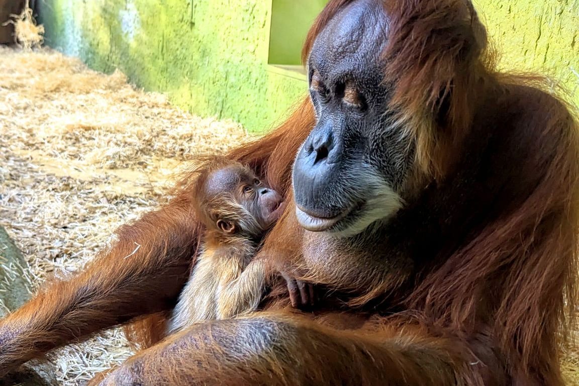 Orang-Utan-Dame Daisy im Dresdner Zoo: Sie hält ihren noch namenlosen Nachwuchs im Arm.