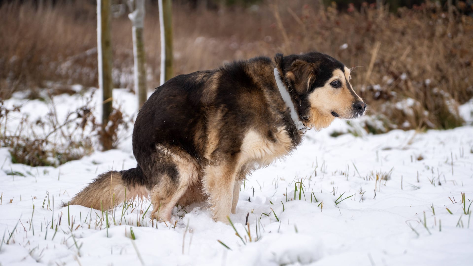 Beim Gassigehen sollte auf die Signale des Hundes geachtet werden.