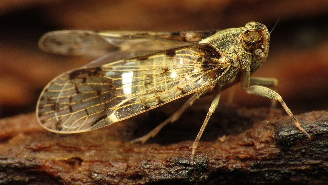 Glasflügelzikaden breiten sich in Deutschland aus: Das Insekt bedroht die Ernte von Kartoffeln und Rüben in Niedersachsen.