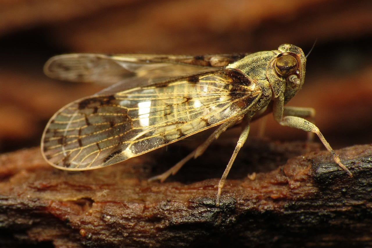 Glasflügelzikaden breiten sich in Deutschland aus: Das Insekt bedroht die Ernte von Kartoffeln und Rüben in Niedersachsen.