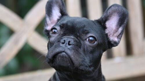 Marcel kam als Fundhund ins Tierheim. Erzogen wurde die kleine Fellnase bisher nicht.