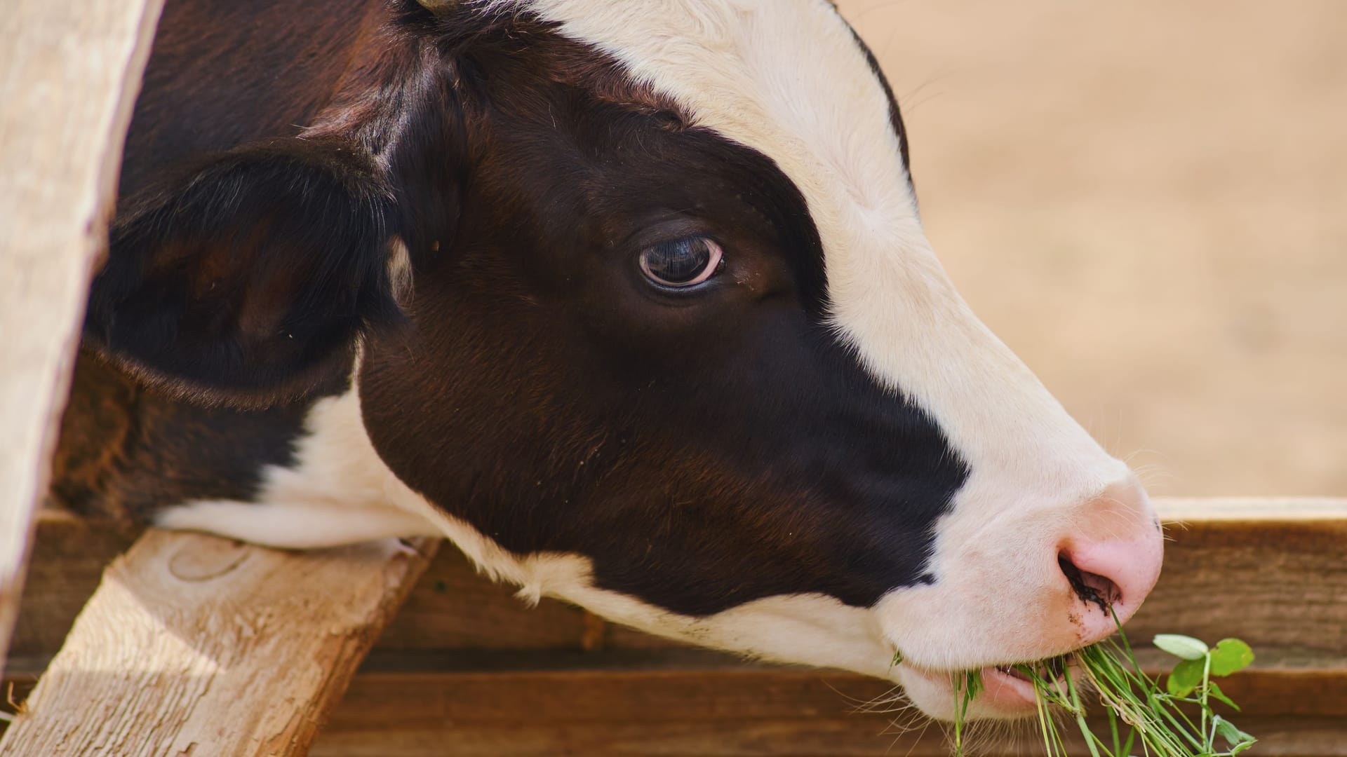 The farm cow are eating their feed in the stall, with nobody else around.