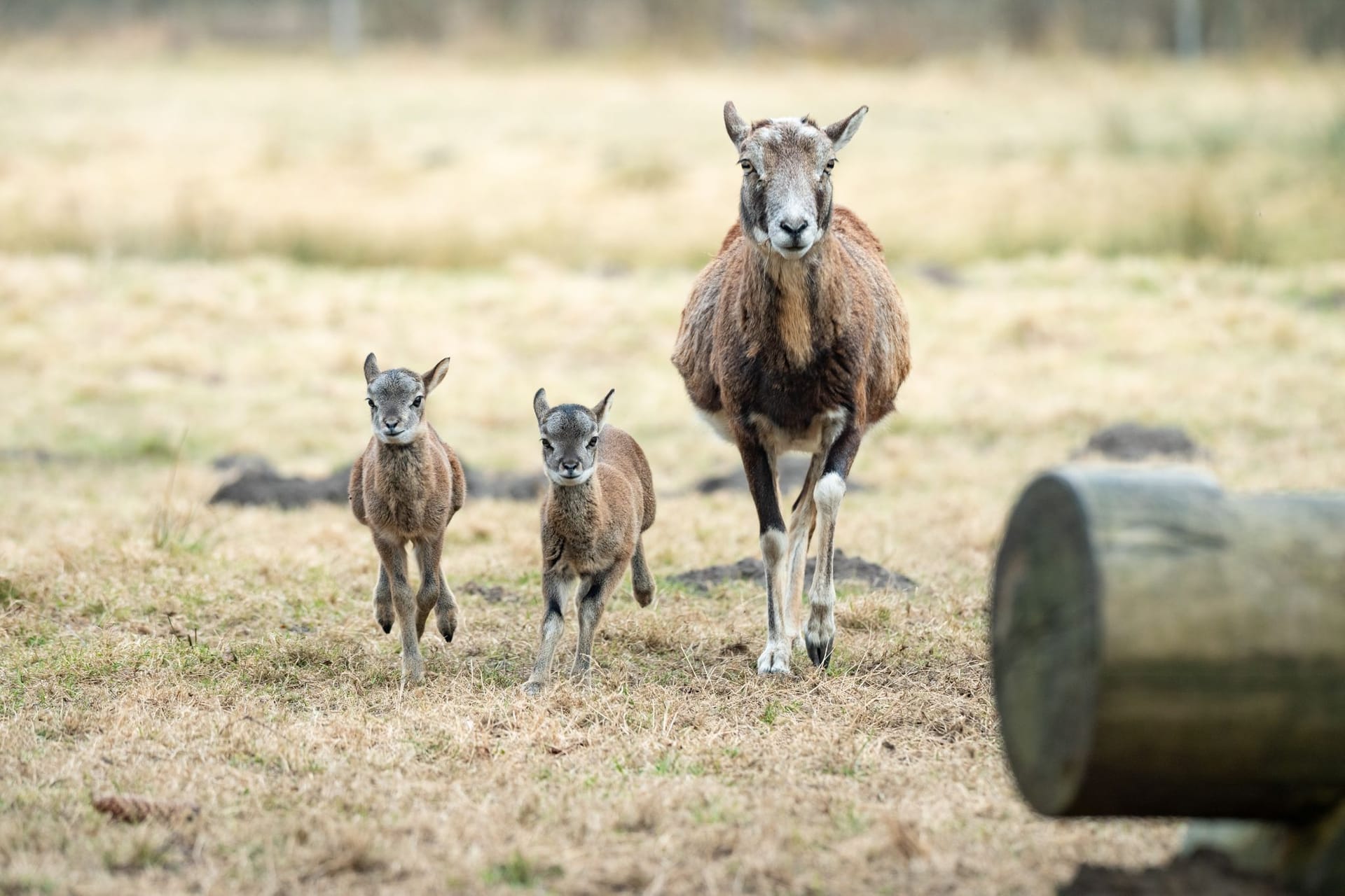 Zwei Mufflon-Lämmer laufen mit ihrer Mutter auf einer Wiese: Im Wildgehege Klövensteen ist Nachwuchs eingetroffen. Zwei Mufflon-Lämmer laufen mit ihrer Mutter auf einer Wiese: Im Wildgehege Klövensteen ist Nachwuchs eingetroffen.