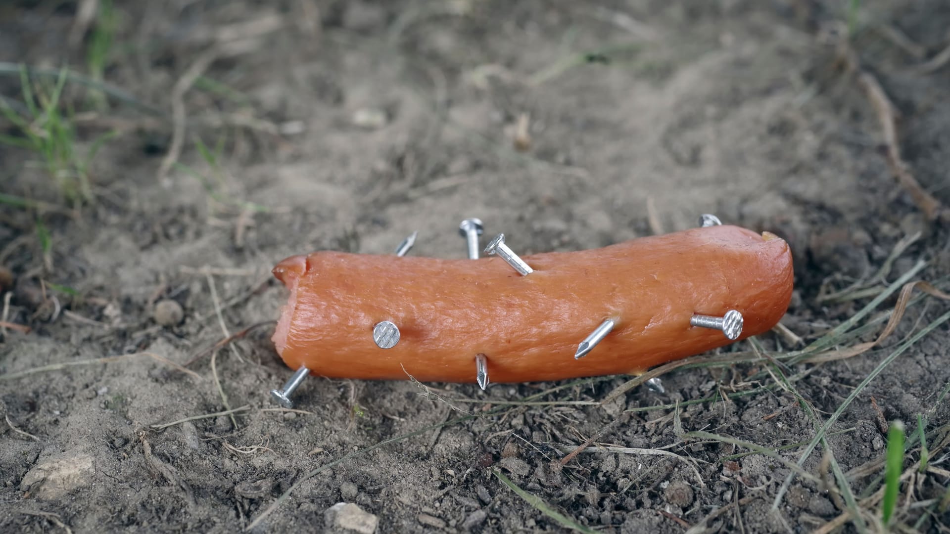 Eine Wurst mit Nägeln (Archivbild): In Dresden haben Hundehasser gefährliche Köder ausgelegt.