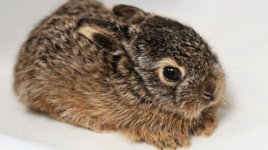 Ein kleines Hasen-Baby: Hamburgs Tierschützer bitten darum, Tierbabys in der Natur nicht einfach einzusammeln. Häufig würden diese gar keine Hilfe benötigen.