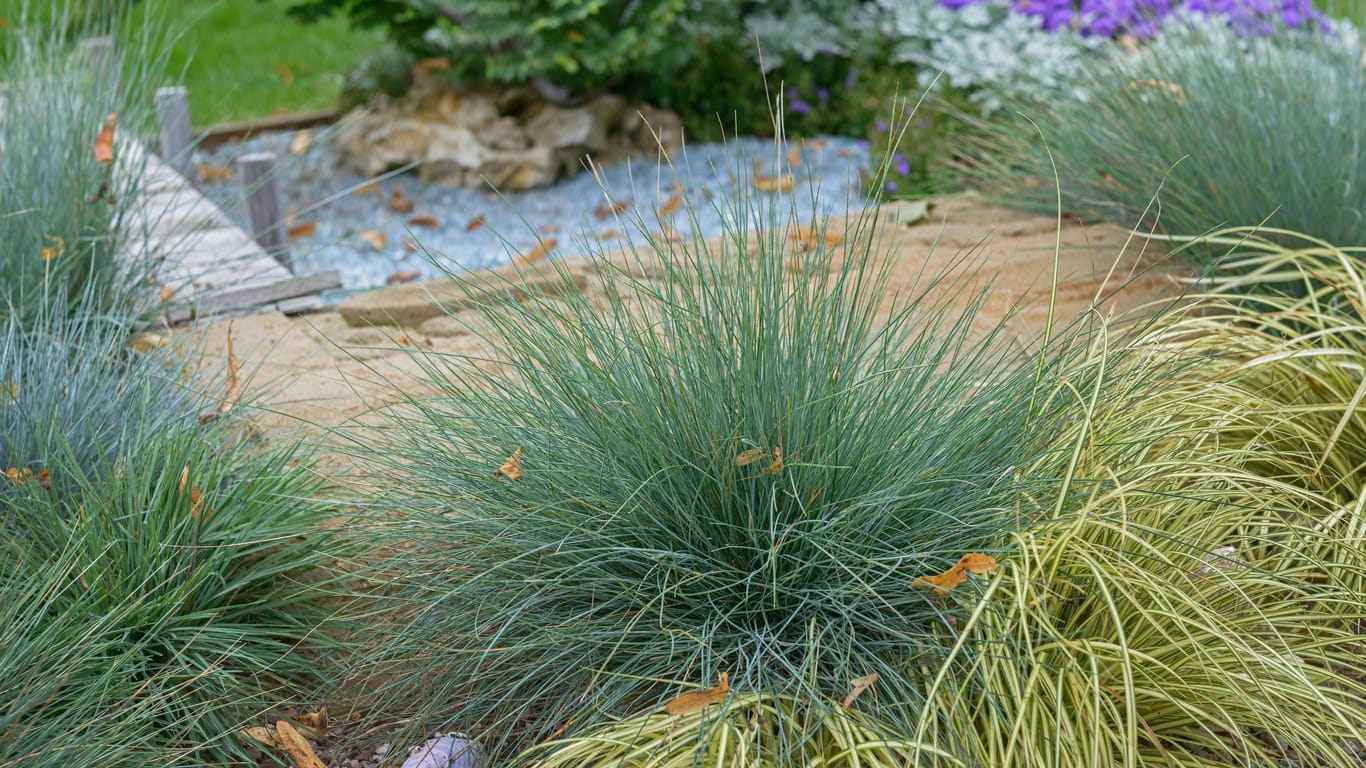 Blauschwingel schneiden So klappt die Gartenpflege