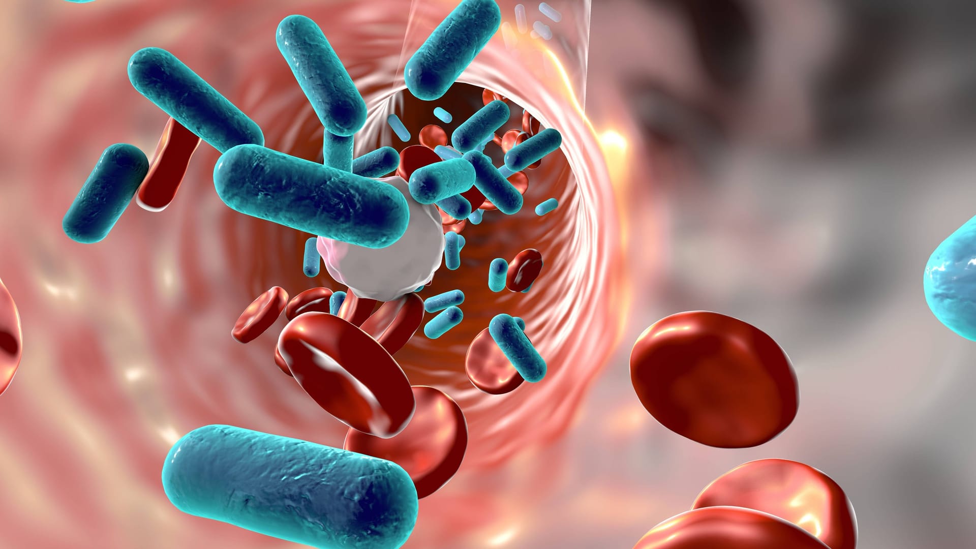 Blick in das Blutgefäß eines Patienten mit Bakteriämie (Symbolbild): Als Bakteriämie wird das zeitweilige Vorhandensein von Bakterien im Blut bezeichnet.
