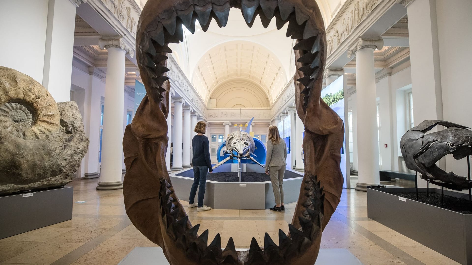 Megalodon