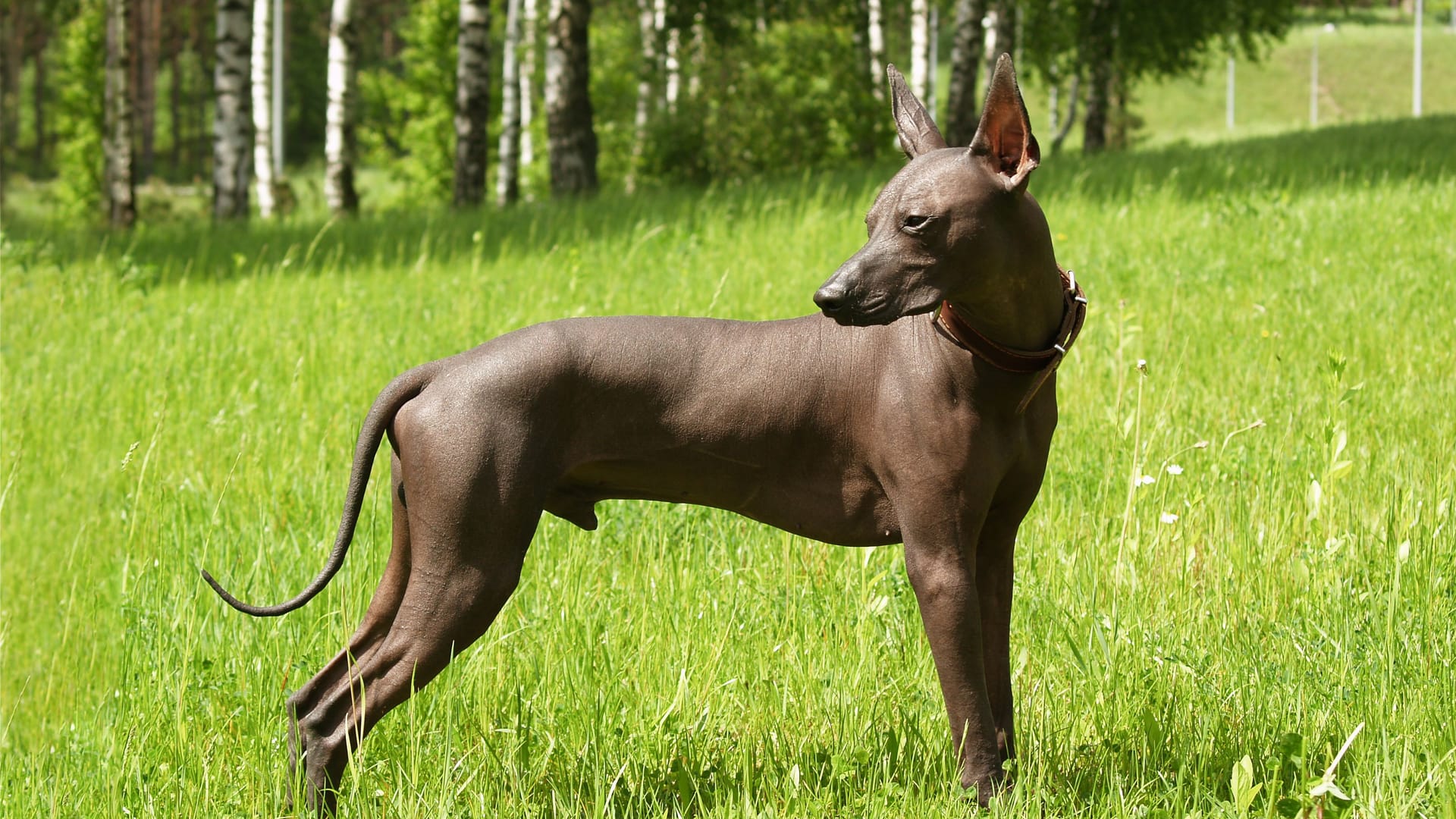 Mexican hairless, xoloitzcuintle. Beautiful adult dog outdoors. Rare dog breed, Xolo. Standard size. Sunny day.