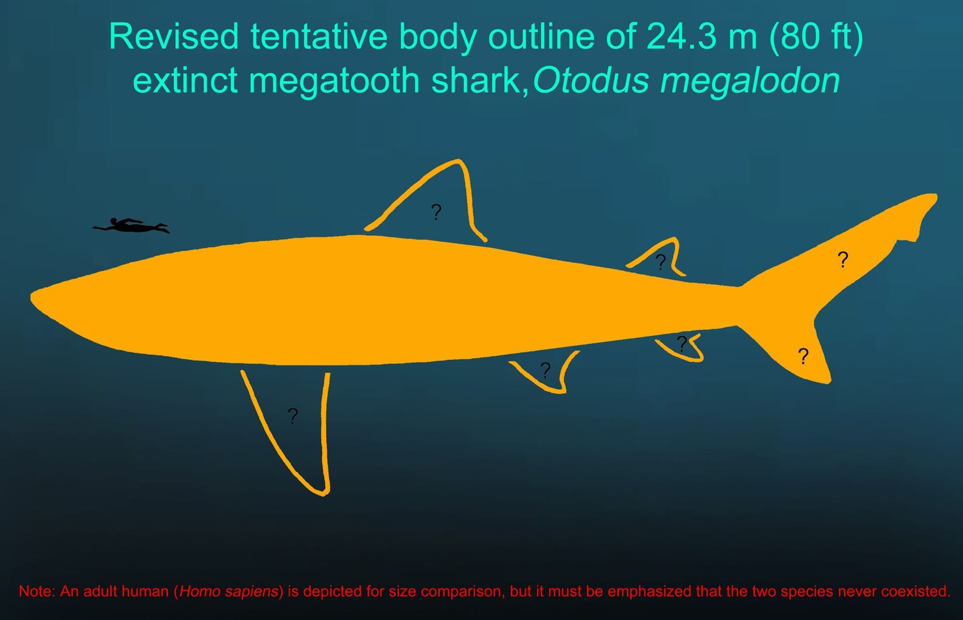 Angenommene Form des Megalodon