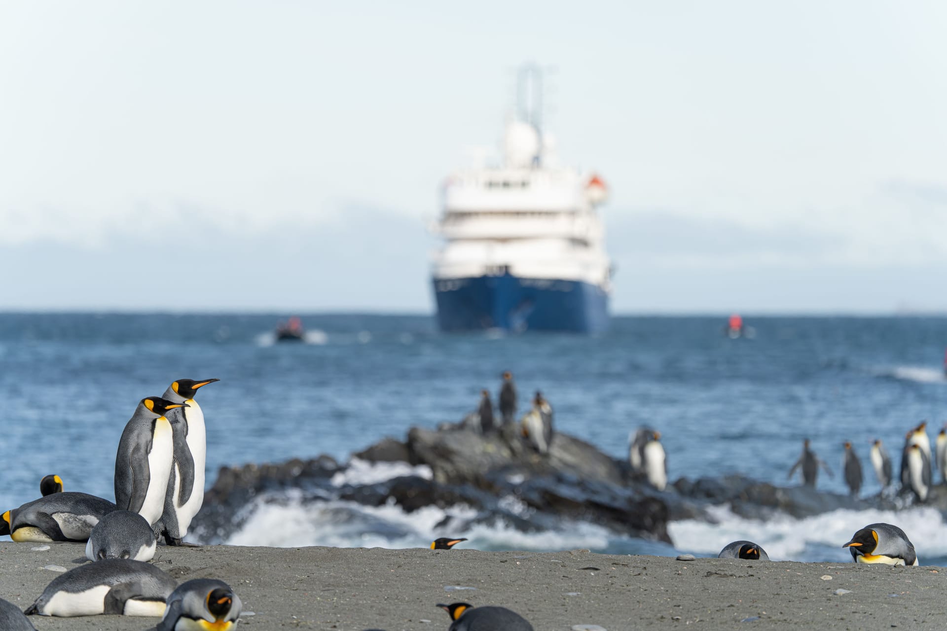 Pinguine in Südgeorgien (Antarktis): Ein Kreuzfahrtschiff steuert auf die Küste zu.