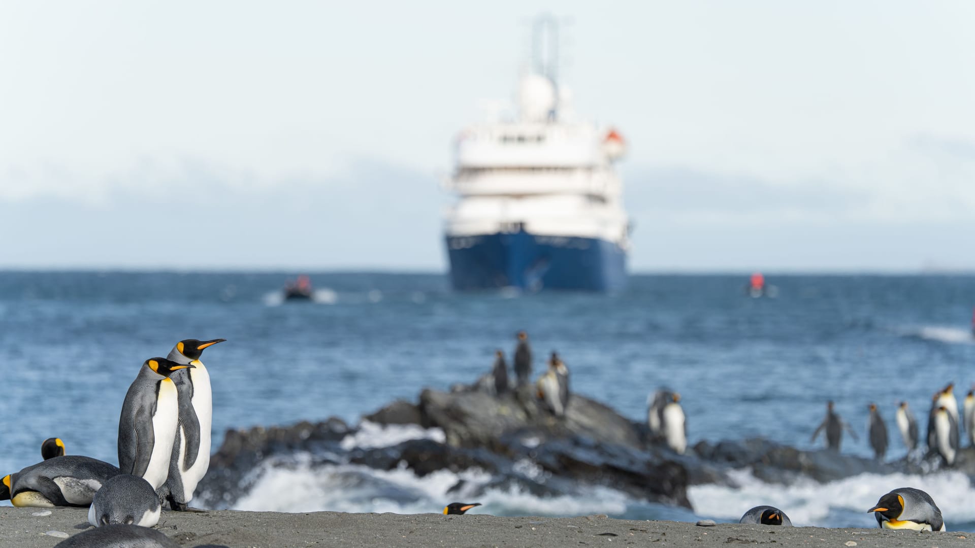 Pinguine in Südgeorgien (Antarktis): Ein Kreuzfahrtschiff steuert auf die Küste zu.