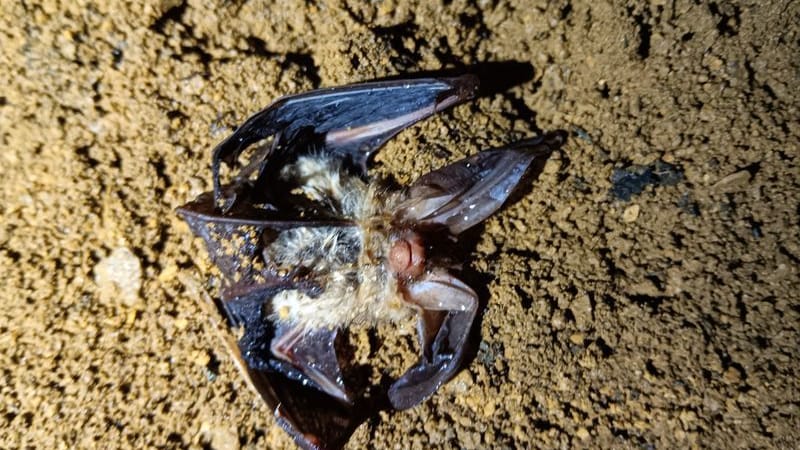 Eine tote Fledermaus liegt in einer Höhle (undatierte Aufnahme).