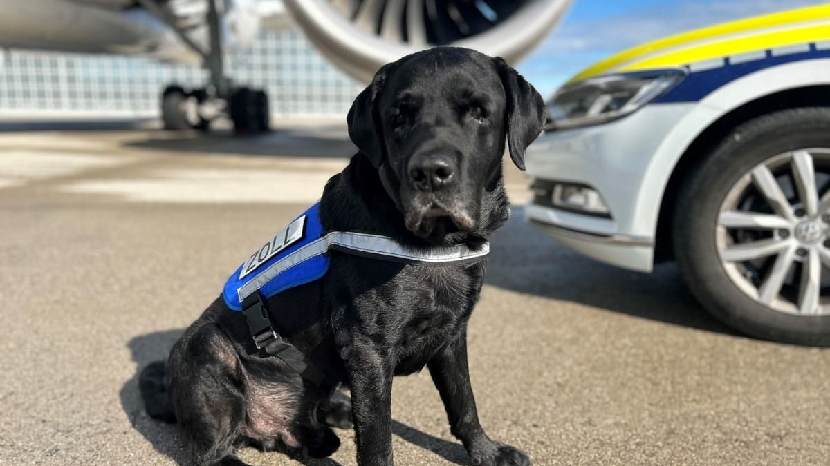 Hardy hatte beim Zoll über viele Jahre hinweg den richtigen Riecher: Nun jedoch ist für den Labrador-Rüden Schluss.