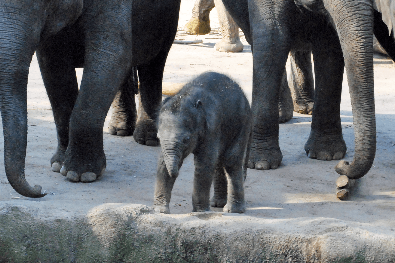 Das Elefantenbaby im Kölner Zoo: Nun soll er einen Namen bekommen.