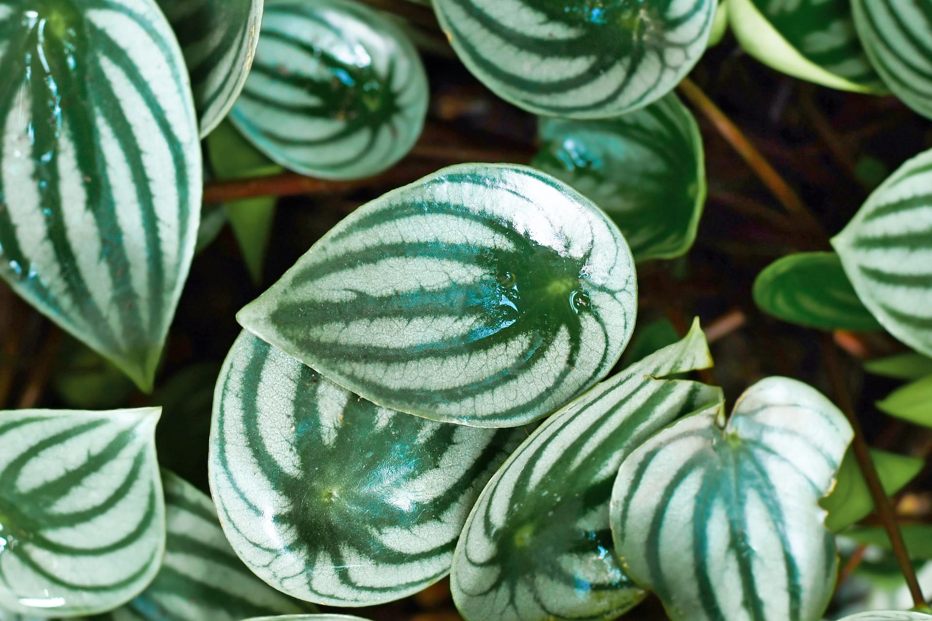 Small 'Peperomia Argyreia' plant with silver stripes on leaves