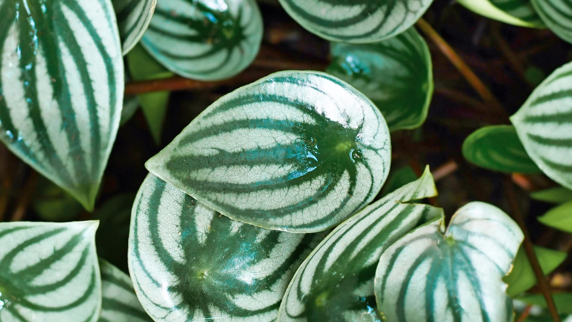 Small 'Peperomia Argyreia' plant with silver stripes on leaves