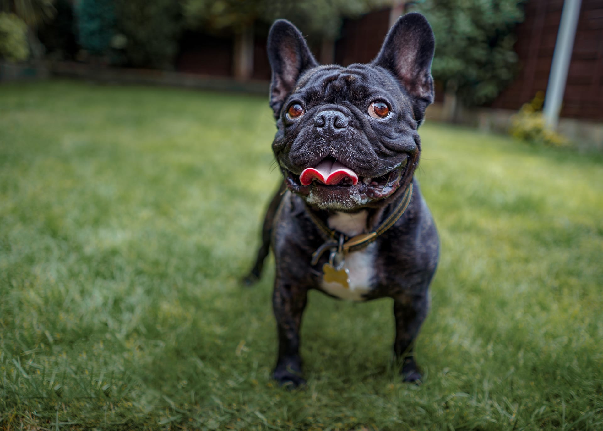 Die Französische Bulldogge gilt als beliebter Familienhund: Aufgrund ihrer Anatomie leiden die Tiere jedoch häufig unter schwerer Atemnot.