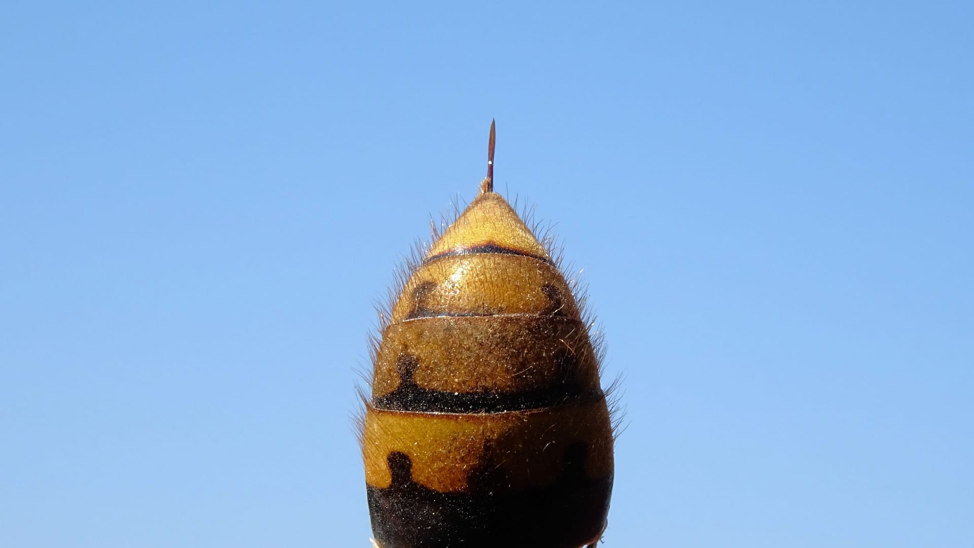 Hornissenhinterteil mit Stachel