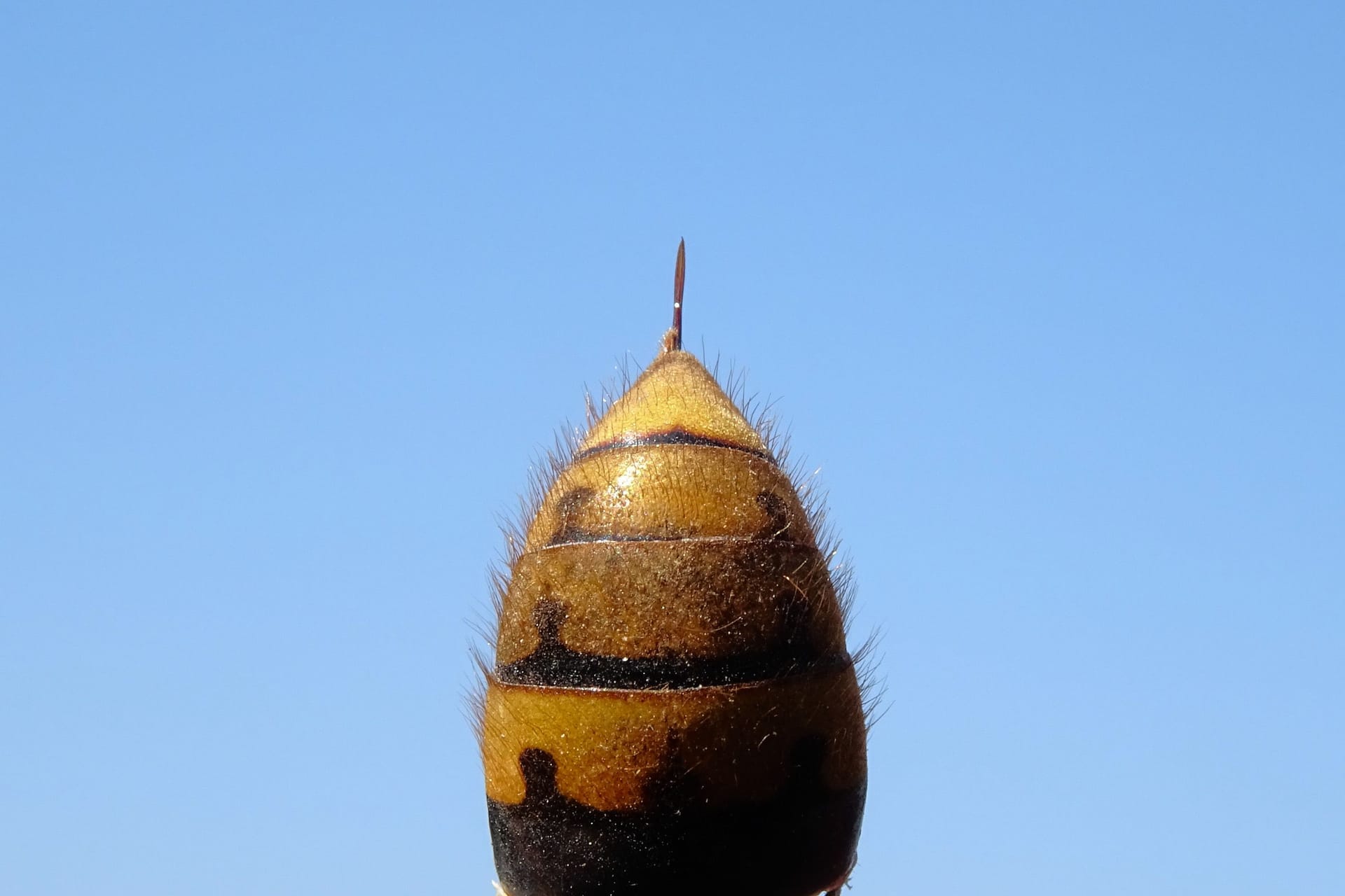 Hornissenhinterteil mit Stachel