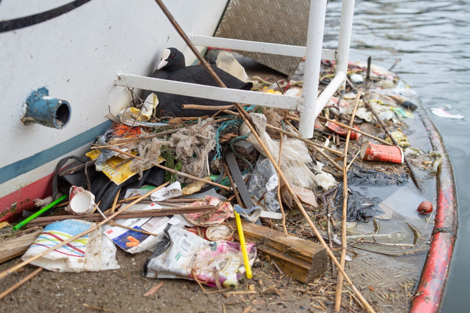 Blässhühner recyceln Plastikabfälle für ihre Nester