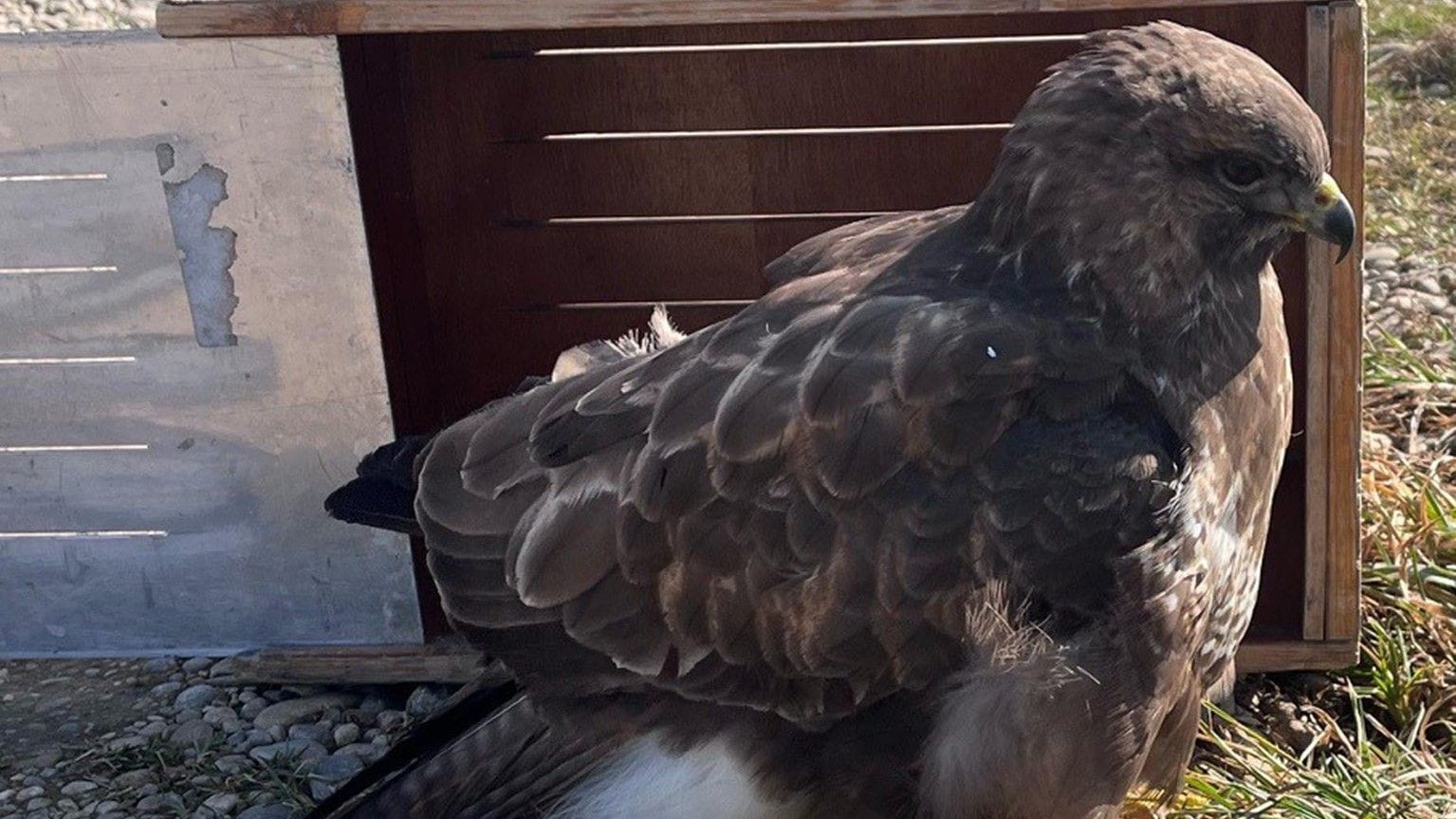 Der gerettete Mäusebussard: Der Vogel hatte sich in einem Schneefanggitter verfangen.