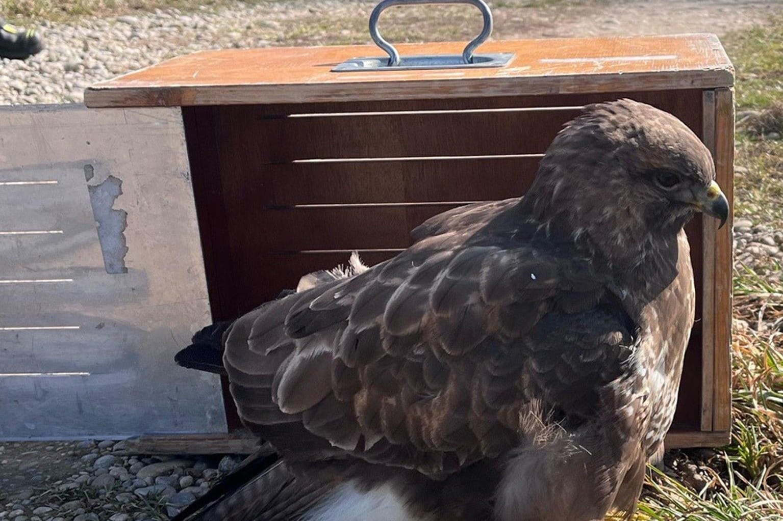 Der gerettete Mäusebussard: Der Vogel hatte sich in einem Schneefanggitter verfangen.