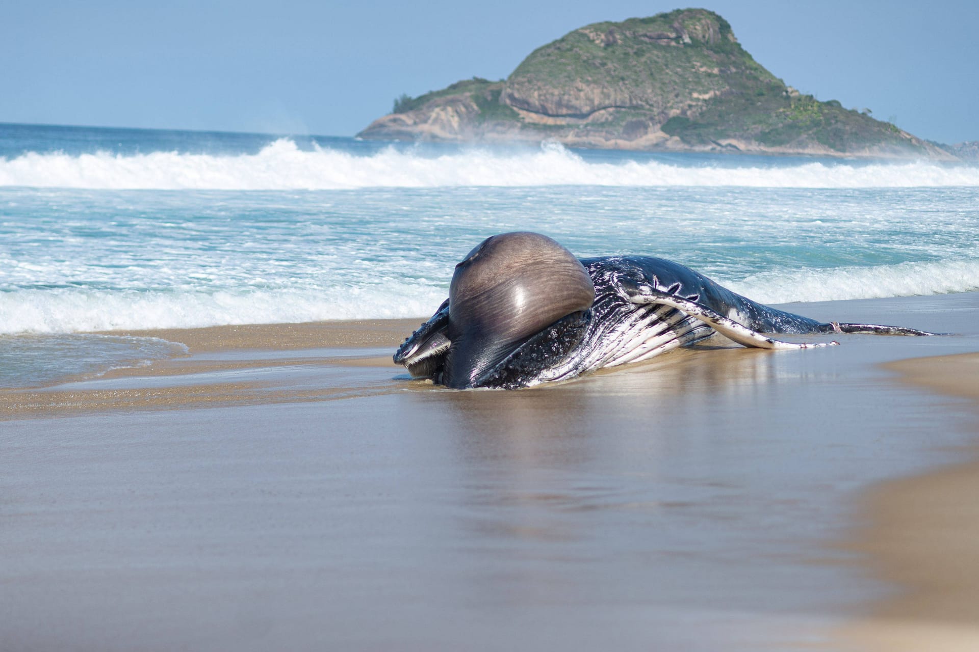 Ein gestrandeter Buckelwal am Strand in Rio de Janeiro.