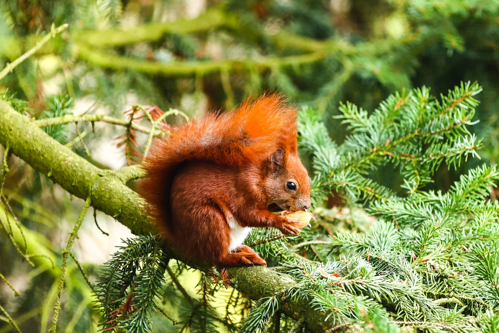 Eichhörnchen mit Walnuss im Baum