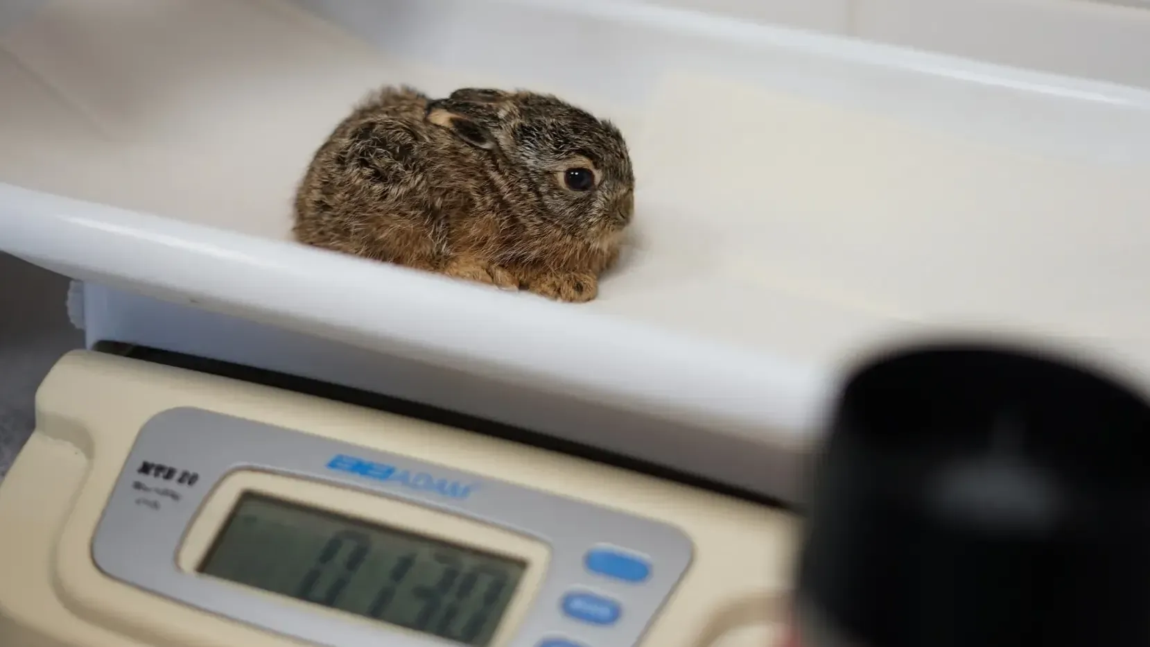 Ein Hasenkind bei der Voruntersuchung: Bevor die Hasenkinder im Tierheim aufgepäppelt werden, müssen sie genau untersucht werden.