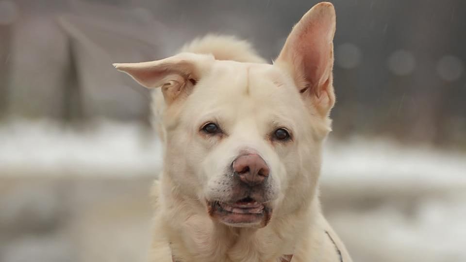 Spock lebt derzeit im Tierheim Essen: Er sucht neue Besitzer, die ihm trotz seiner Schwerhörigkeit ein liebevolles Zuhause schenken.