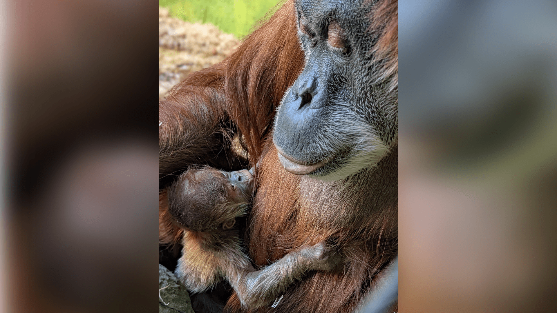 Das winzige Affenweibchen trinkt, schläft und macht laut den Tierpflegern einen gesunden Eindruck.