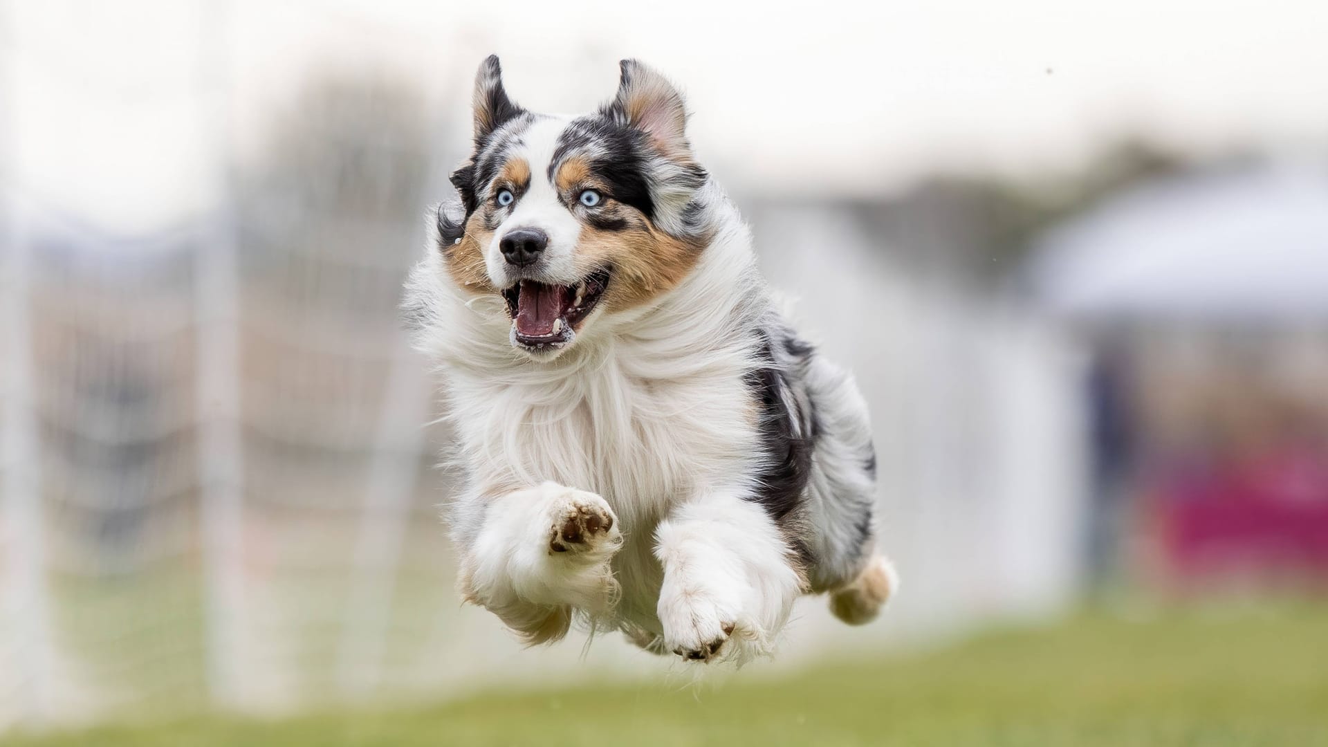 Ein Australian Shepherd fliegt geradezu über einen Hundeparcours.