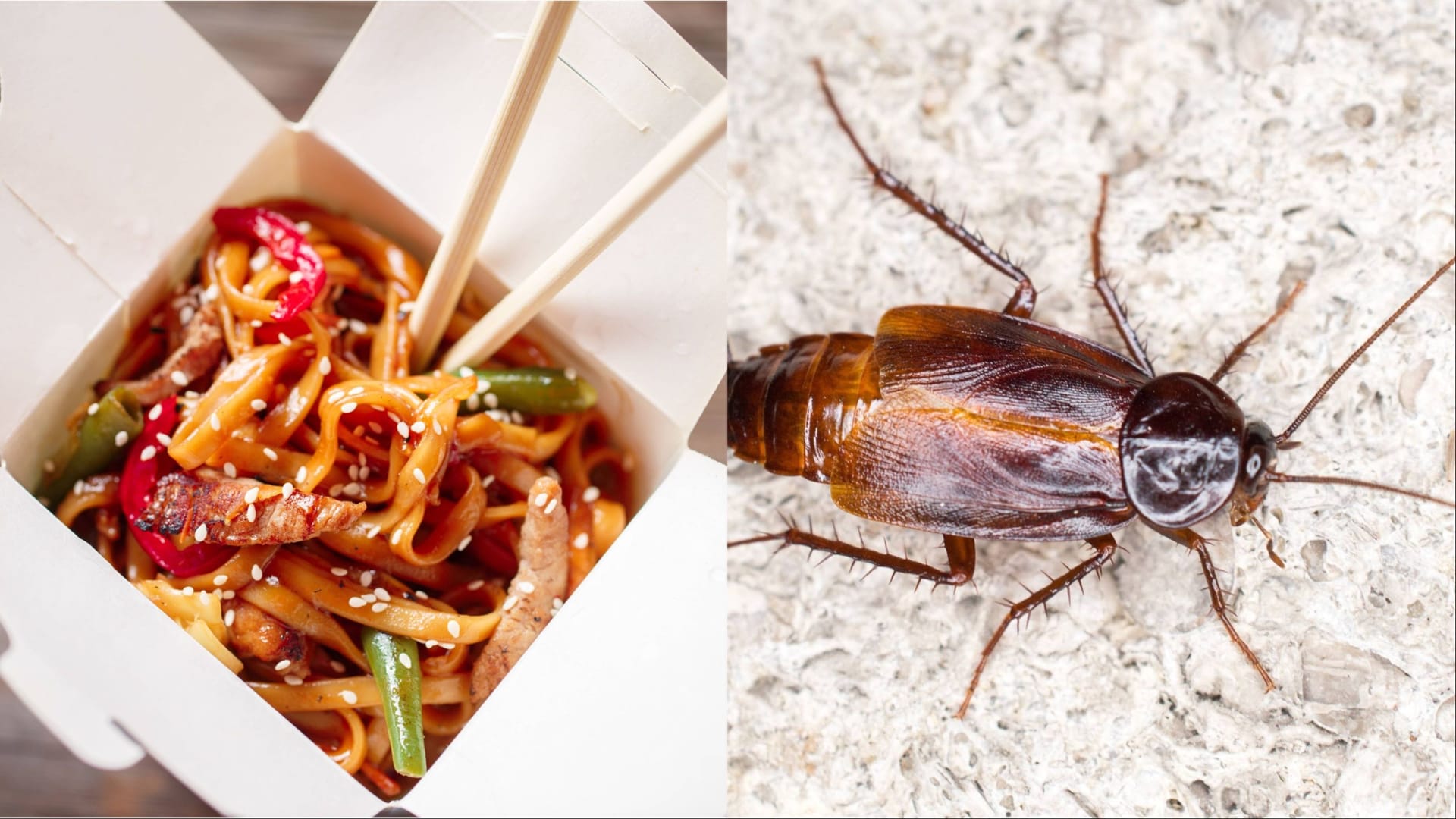 Asiatisches Essen und eine Kakerlake (Symbolbilder): Kontrolleure sollen in dem Imbiss auch verdorbene Lebensmittel entdeckt haben – laut Anlage habe der Betreiber Lebensmittelvergiftungen bei seinen Kunden in Kauf genommen.