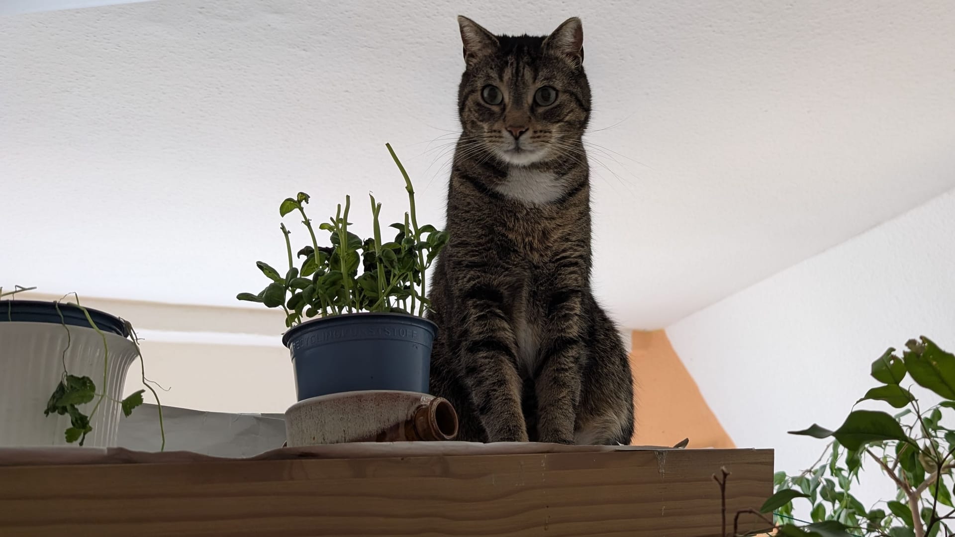 Friedliche Koexistenz: Aufmerksam verfolgt Kater Leo das wilde Flattern von einem Schrank aus.