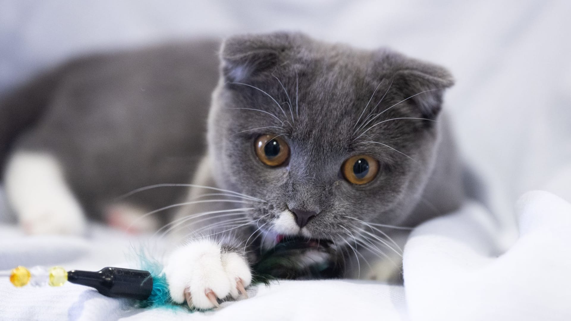 Qualzuchten bei Katzen