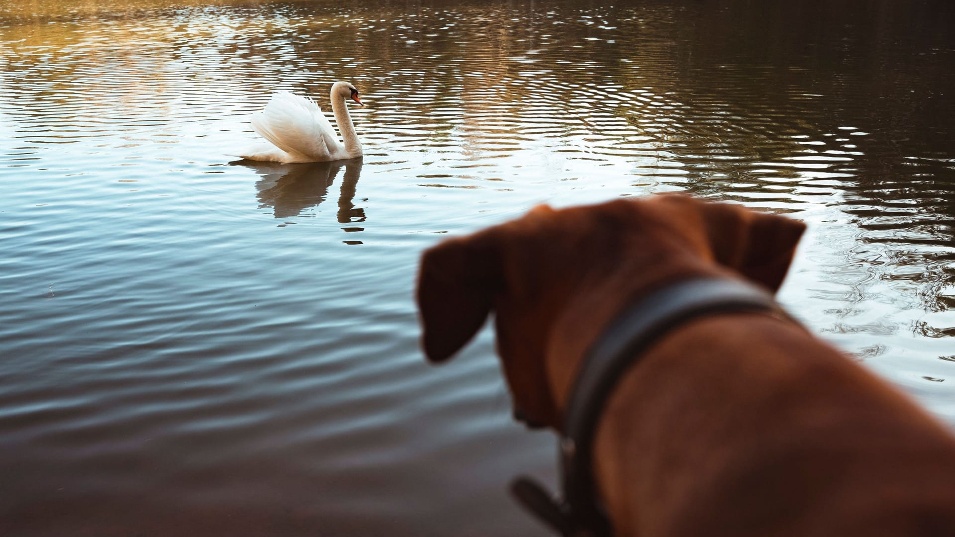 Dog Observing Swan on Lake