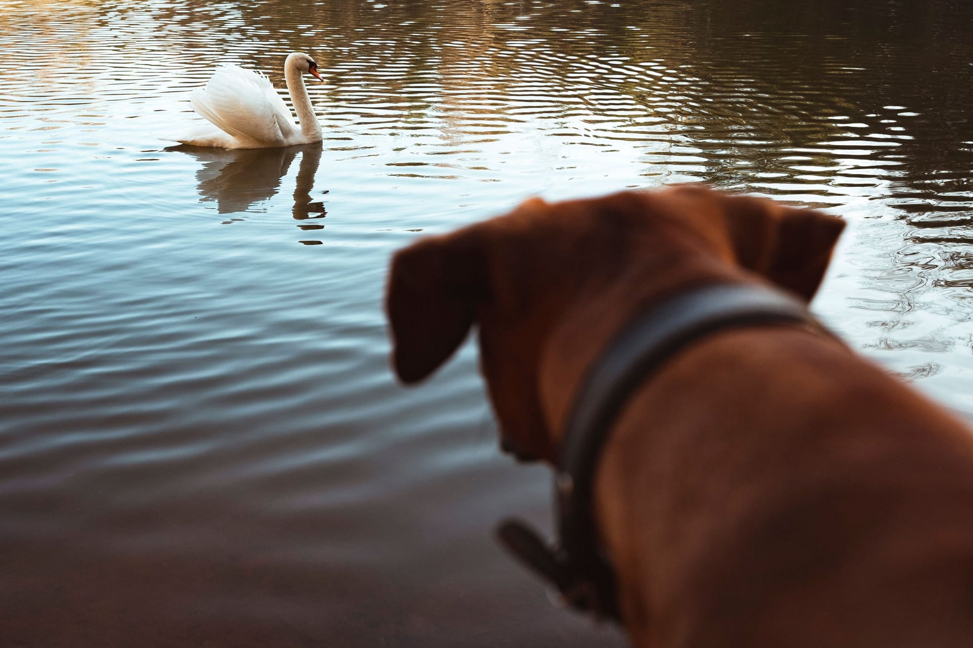 Dog Observing Swan on Lake