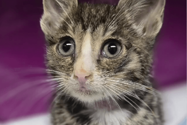 Graf Flauschikus von Trovatello: So wurde das kleine Katzenbaby bei der Tierhilfe Wolfsburg getauft.