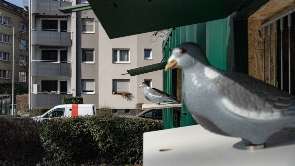 Artgerechtes Futter, Brutplätze und Nistmaterial finden Stadttauben im Taubenhaus.