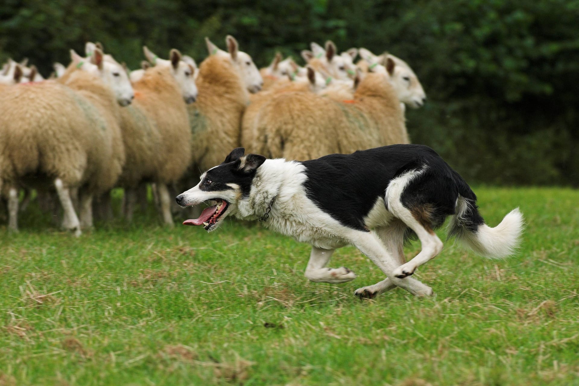 Bei der Arbeit: Ein Boarder Collie treibt eine Schafherde zusammen.