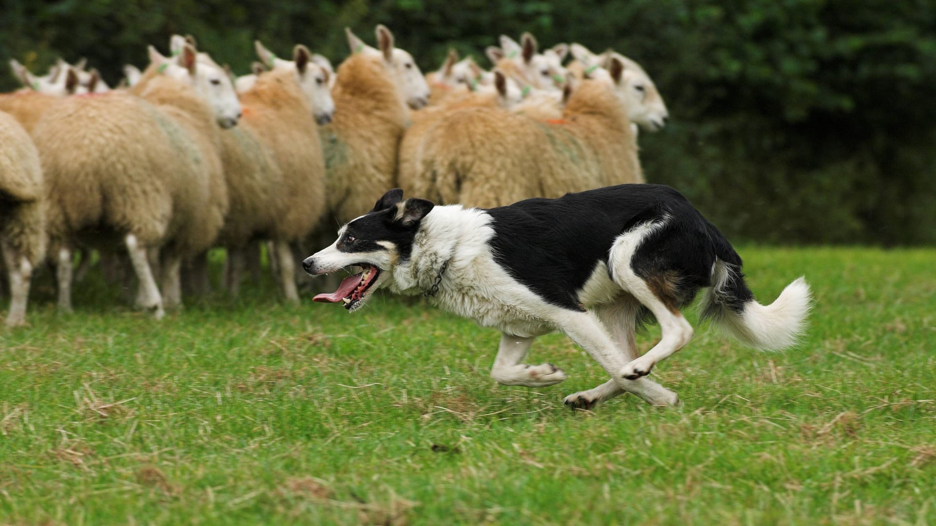 Bei der Arbeit: Ein Boarder Collie treibt eine Schafherde zusammen.