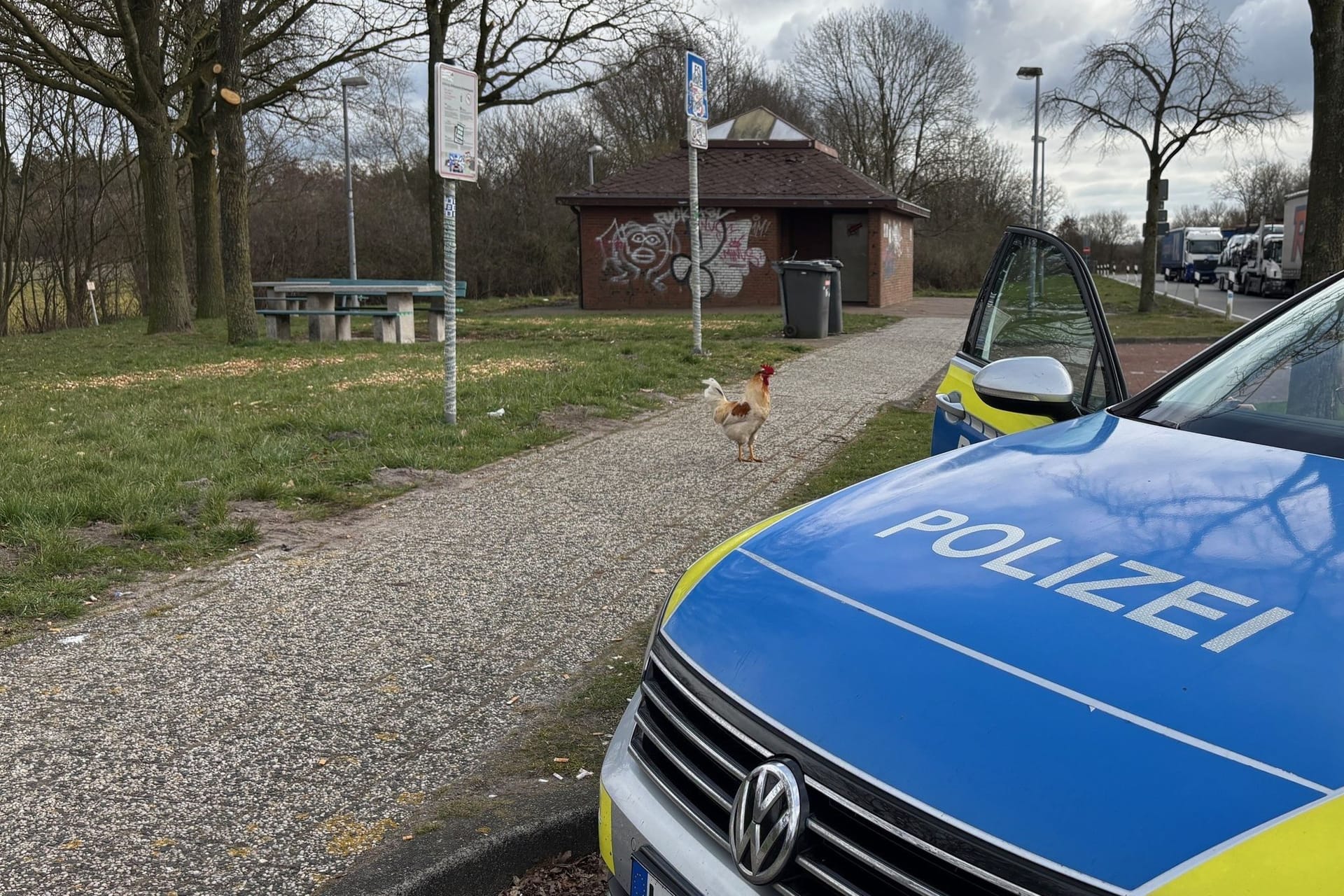 Hahn Hermann lebt auf Autobahnrastplatz