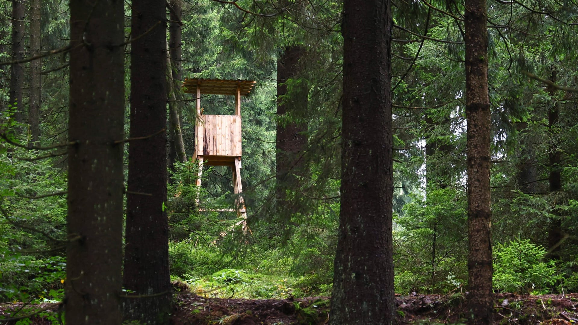 Hochsitz im Wald (Symbolbild): An einem solchen Hochsitz soll der Mann die Jugendliche attackiert haben.