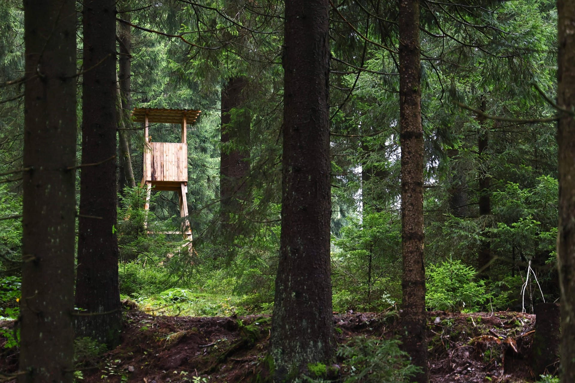 Hochsitz im Wald (Symbolbild): An einem solchen Hochsitz soll der Mann die Jugendliche attackiert haben.