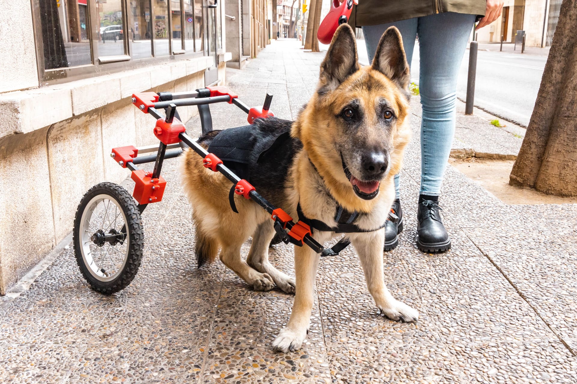 Ein Schäferhund im Rollstuhl.